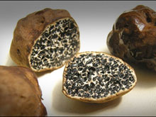 Truffes du Périgord
